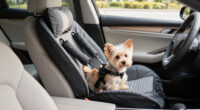 13 Best Pet Car Safety Products in 2026