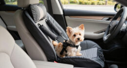 13 Best Pet Car Safety Products in 2026
