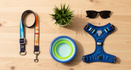 10 Best Dog Walking Accessories in 2026